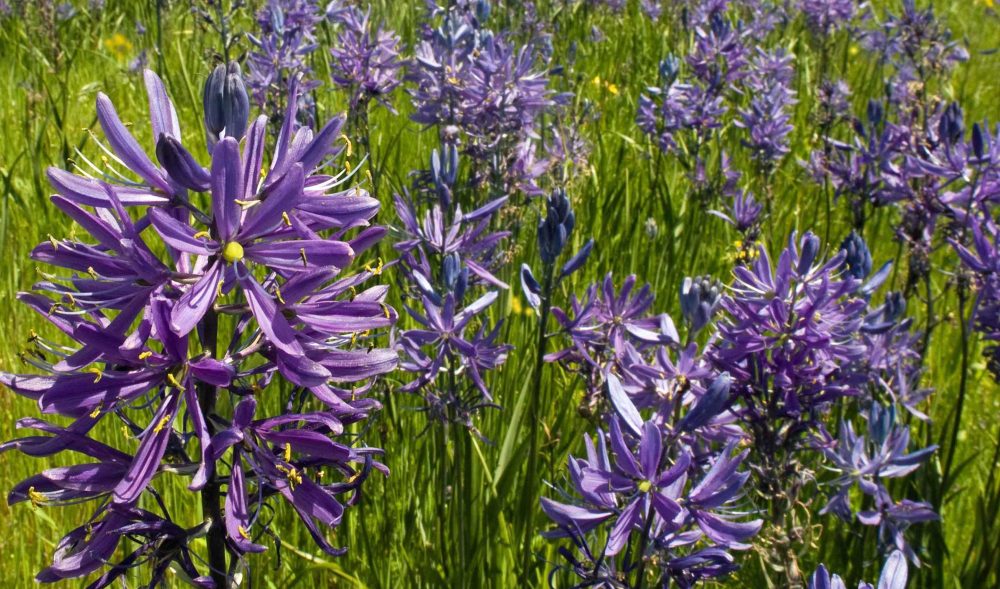 Camas growing in nature at various levels of blooming progression