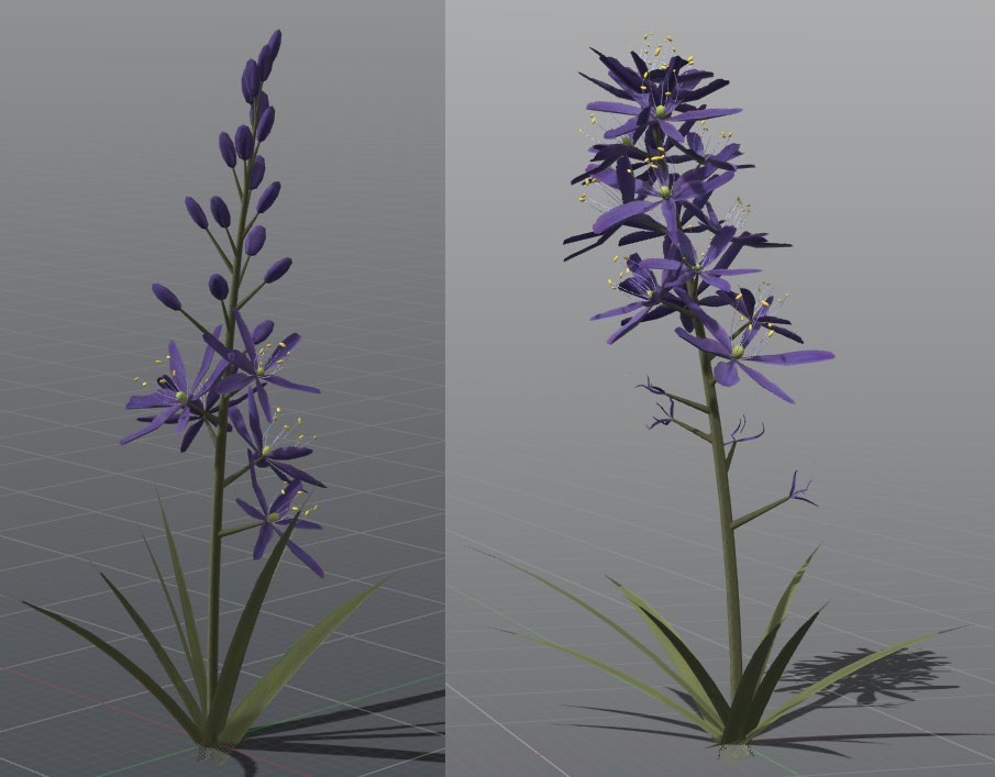 Two camas models generated with the same Season value at different levels of bloom progression